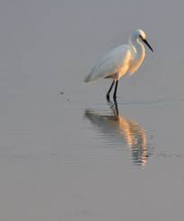 Birds Native To Virginia Beach Pin By Karen Collins On Home Virginia Beach Virginia Beach Animals Beach