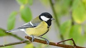 Image result for Kohlmeise vogelhouse