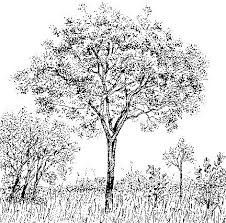 Image result for Burkea africana