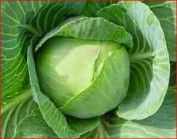 Akar bengkak, akar gada (club root) (plasmodiophora brassicae wor.) tanaman kubis lebih tahan terhadap infeksi p. Kubis Kol Brassica Oleracea Jenis Dan Manfaat Buah Pikiran