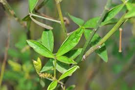Image result for Crotalaria trichotoma