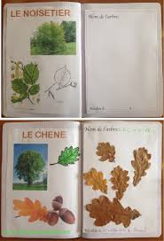 Diy Vive La Foret Fabrique Ton Herbier Activite Carnet D Automne Allo Maman Dodo Activite Manuelle Automne Activite Manuelle Nature Activites Nature Enfants