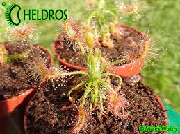 Image result for Dinophora spenneroides
