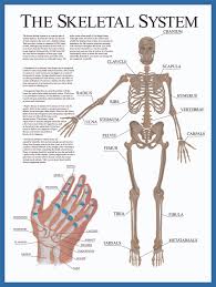 The heart and lungs are located within the thoracic cavity, and the vertebral column provides structure and protection for the spinal cord. Spotlight On The Skeletal System I Spy Physiology Blog