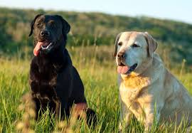 De skal via af deres aner have forfædre der er præmiet på markprøver i england eller irland, de såkaldte field trail. Labrador 11 Facts Om Hunden Der Naesten Kan Alt Idenyt