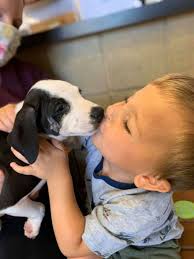 Labrador retriever adoption service inc.'s (lab rescue's') limited knowledge of each lab listed and information provided to lab rescue by other people. 2 Year Old Born With Cleft Lip Adopts Puppy With Cleft Lip Gma