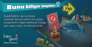 Kopek Baligi Disleri Kopek Baligi Kopek Dis