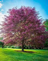 It prefers cooler climates with an average high temperature that doesn't exceed 75. Tri Color European Beech Beech Tree Shade Trees Specimen Trees