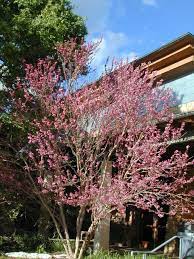 Check spelling or type a new query. Mexican Buckeye Native To Austin Buckeye Tree Outdoor Gardens Landscape Design