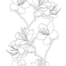 Online interactive printable west virginia coloring pages for kids to color online. Rhododendron Sketch Stock Illustrations 233 Rhododendron Sketch Stock Illustrations Vectors Clipart Dreamstime