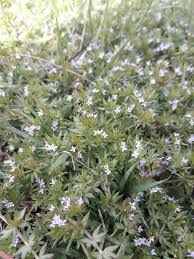 Image result for Sherardia arvensis