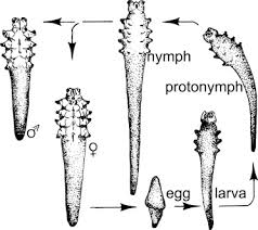 Image result for Demodex brevis