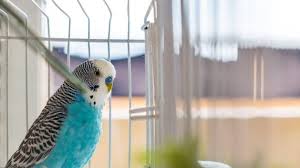 Check your local store availability on live pet birds for sale! 5 Best Pet Birds To Breed Bechewy