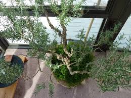 Image result for rosemary bonsai