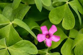 Image result for Oxalis barrelieri