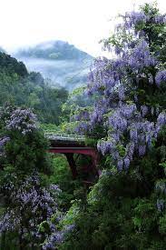Wisteria Kitayama Kyoto Japan Beautiful Landscapes Landscape Beautiful Nature