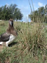 Image result for Sporobolus coromandelianus