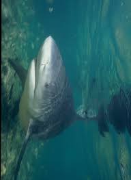 In this video i show you how amasingly awesome bullshark testosterone can be when used often, not only does it decrease damage inflicted to you when in a. The Strangest Shark Story Ever Natural History