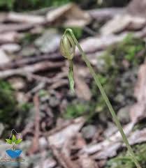 Image result for Nervilia petraea