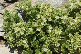 Image result for Polycarpon