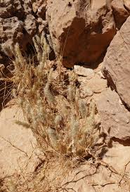 Image result for Enneapogon desvauxii