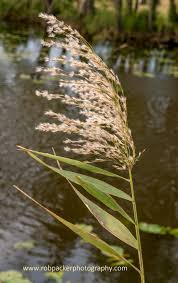 Image result for Phragmites mauritianus
