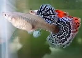 Best Guppy Food For Color Growth Immune Support