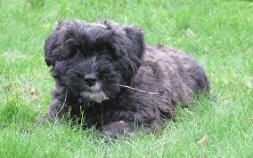 Het is een actieve hond, die graag wil werken. Pup In Huis Bouvier Club