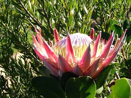 Nestled on the beautiful slopes of haleakala in kula, maui, we sell retail and wholesale protea flowers and plants. Proteas The Fynbos Blog