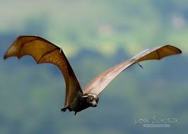 The giant golden crowned flying fox is a bat, a mammal in the phylum chordata in kingdom animalia. Giant Golden Crowned Flying Fox Fox Bat Mammals Bat Species