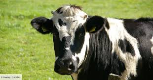 Distance calculator » need the distances between two places? Investir Dans Une Vache Capital Fr
