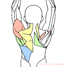 Looking for something else to draw? Female Back Muscles Drawing