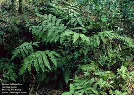 Image result for Tectaria