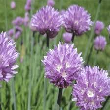 Shop dried flowers to create joy at home. Top 10 Edible Flowers Palmers Garden Centre