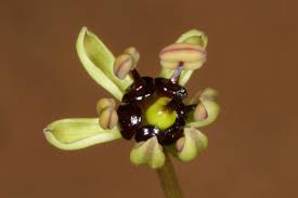 Image result for Camptorrhiza strumosa