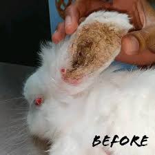 Image result for scabies rabbits ears