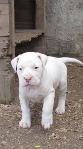 Dogo Argentino Beautiful Dogs Dog Argentino American Bulldog Puppies