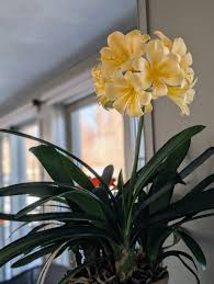 Image result for Clivia