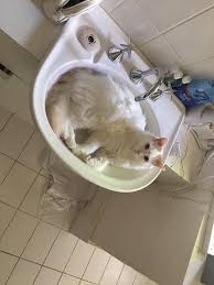 Cats and kittens are the best antidepressants ever. Catology Turkish Van Breeder Home Facebook