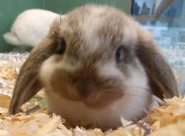 To access the details of the store (locations, store hours, website and current deals) click on the location or the store name. A To Z Pet Shop Orange Live