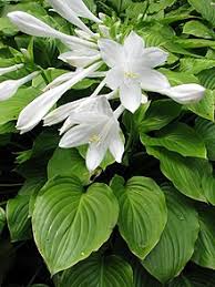 Hosta plantaginea is one of the oldest varieties of hostas. Hosta Plantaginea Wikipedia