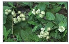 Image result for Pupalia grandiflora
