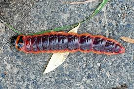 Image result for Cossus cossus