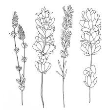 Drawn Lavender Black And White 19 Flower Drawing Lavender Tattoo Lilac Tattoo