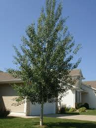 They belong to the genus populus, which includes aspens, poplars and cottonwoods. Aspen Trees Sale Arbor Hills Tree Nursery Best Prices Price Match