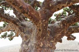 Image result for Sterculia africana