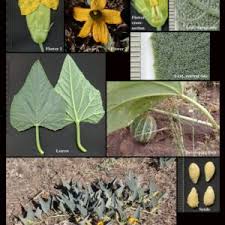 Image result for Cucurbitaceae
