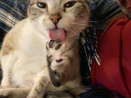 The Blondihacks Store