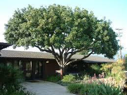 Image result for Ceratonia