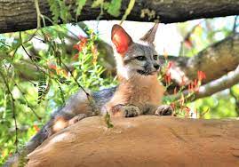 Where Are Pet Foxes Legal List Of Legal States For Each Species